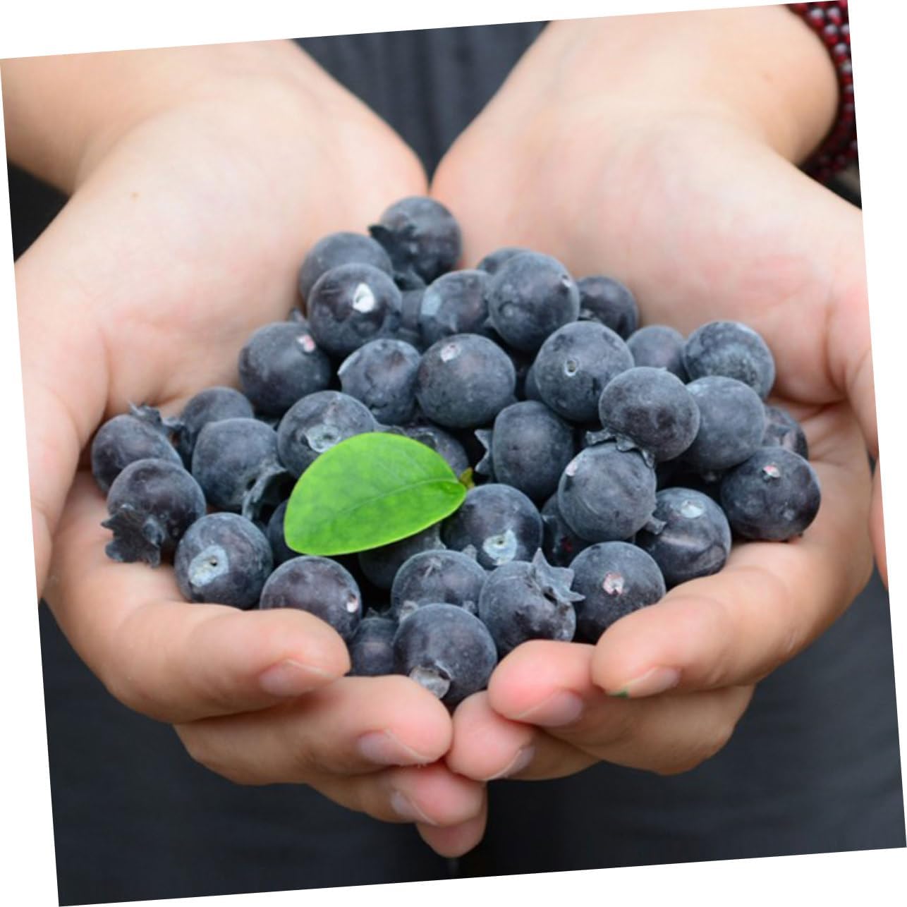 PRETYZOOM 24Pcs Realistic Blueberry Posing Props